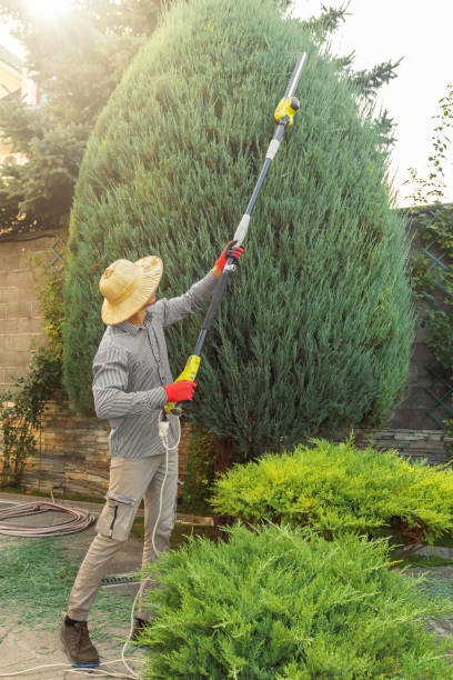 Best Best Tree Removal Services  in Alton, TX